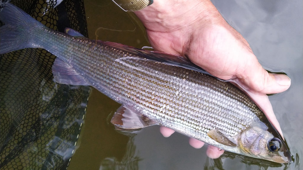 Photo of a respectable Grayling